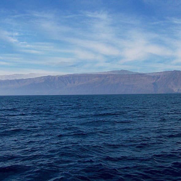 Visitar la Isla de Guadalupe 